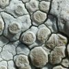 Lecanora rupicola